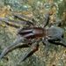 Marine Spider - Photo (c) Steve Kerr, some rights reserved (CC BY), uploaded by Steve Kerr