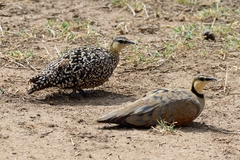 Pterocles gutturalis