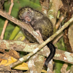 Streaked Dwarf Porcupine photo 2