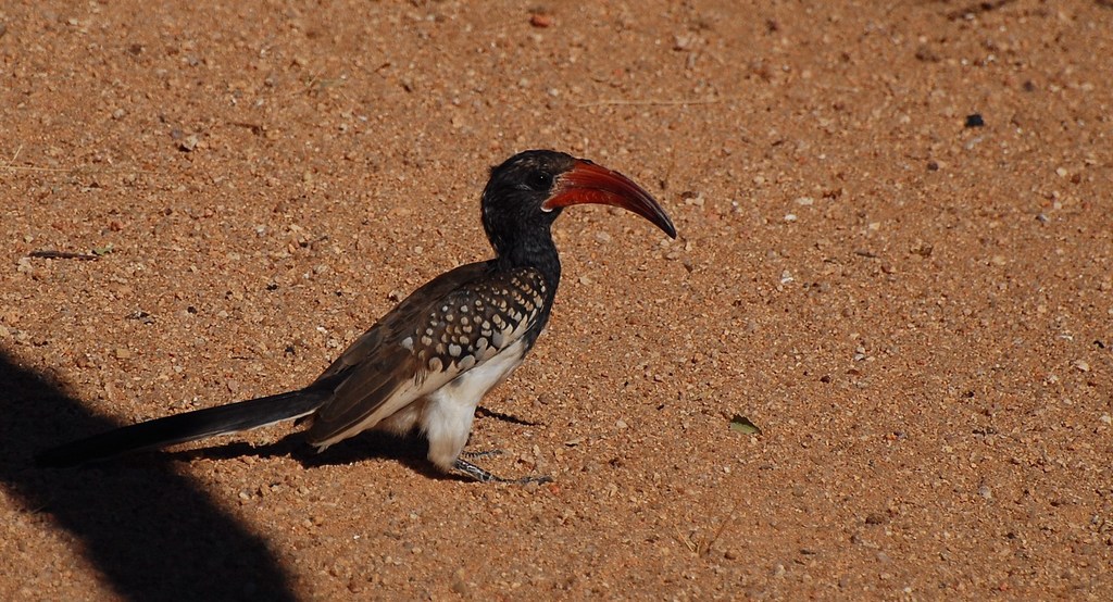 Tockus monteiri from spitzkoppe on 2008년 07월 23일 (수) by David Renoult · iNaturalist Tockus monteiri