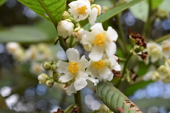 Actinidiaceae