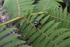 Ctenucha cyaniris