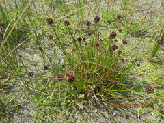 Juncus caespiticius