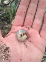 Pericoptus truncatus