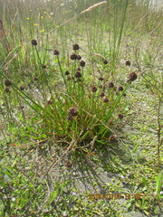 Juncus caespiticius