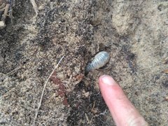 Pericoptus truncatus