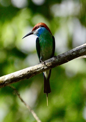 Blue-throated Bee-eater