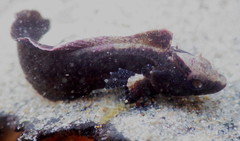 Paraclinus integripinnis