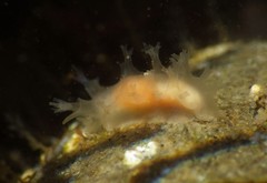 Tritonicula myrakeenae