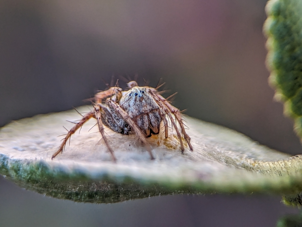 Oxyopes constrictus