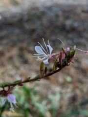 Oenothera simulans