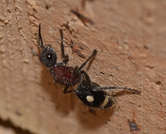 Dolichomutilla sycorax