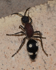 Dolichomutilla sycorax