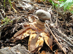 Geastrum pectinatum
