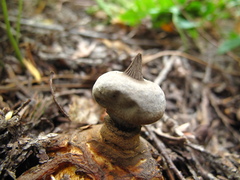 Geastrum pectinatum
