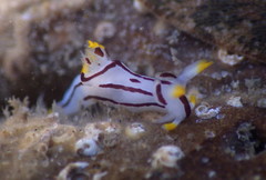 Trapania velox