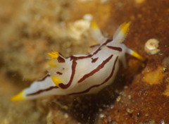 Trapania velox