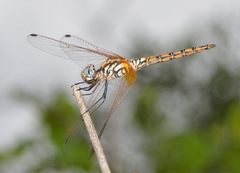 Trithemis werneri