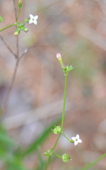 Cordylostigma virgatum