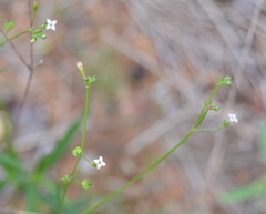 Cordylostigma virgatum