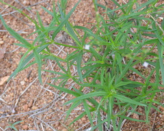 Cordylostigma virgatum