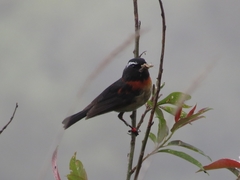 Tarsiger johnstoniae