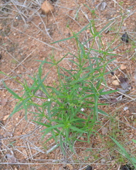 Cordylostigma virgatum