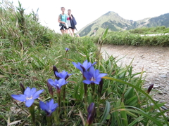 Gentiana arisanensis