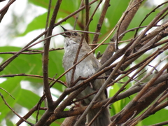 Locustella alishanensis