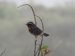 Tarsiger johnstoniae