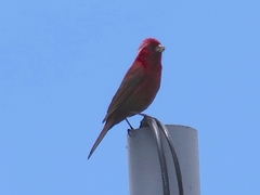 Carpodacus formosanus