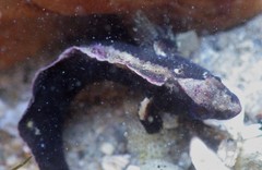 Paraclinus integripinnis