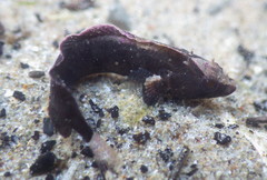 Paraclinus integripinnis