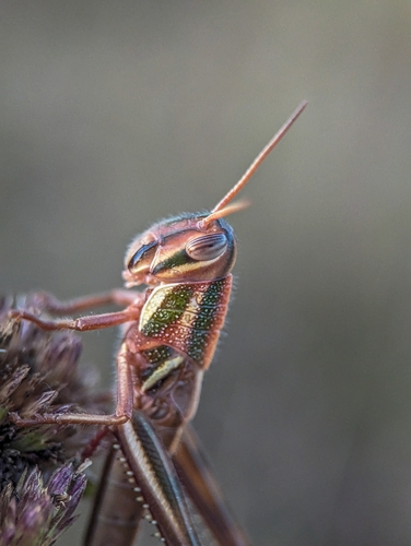 Bird Grasshopper photo 2