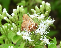 Anteros carausius carausius