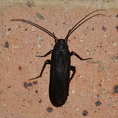 Blattinae