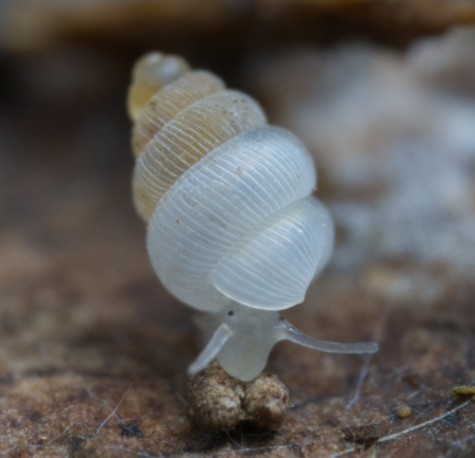 Diplommatinidae