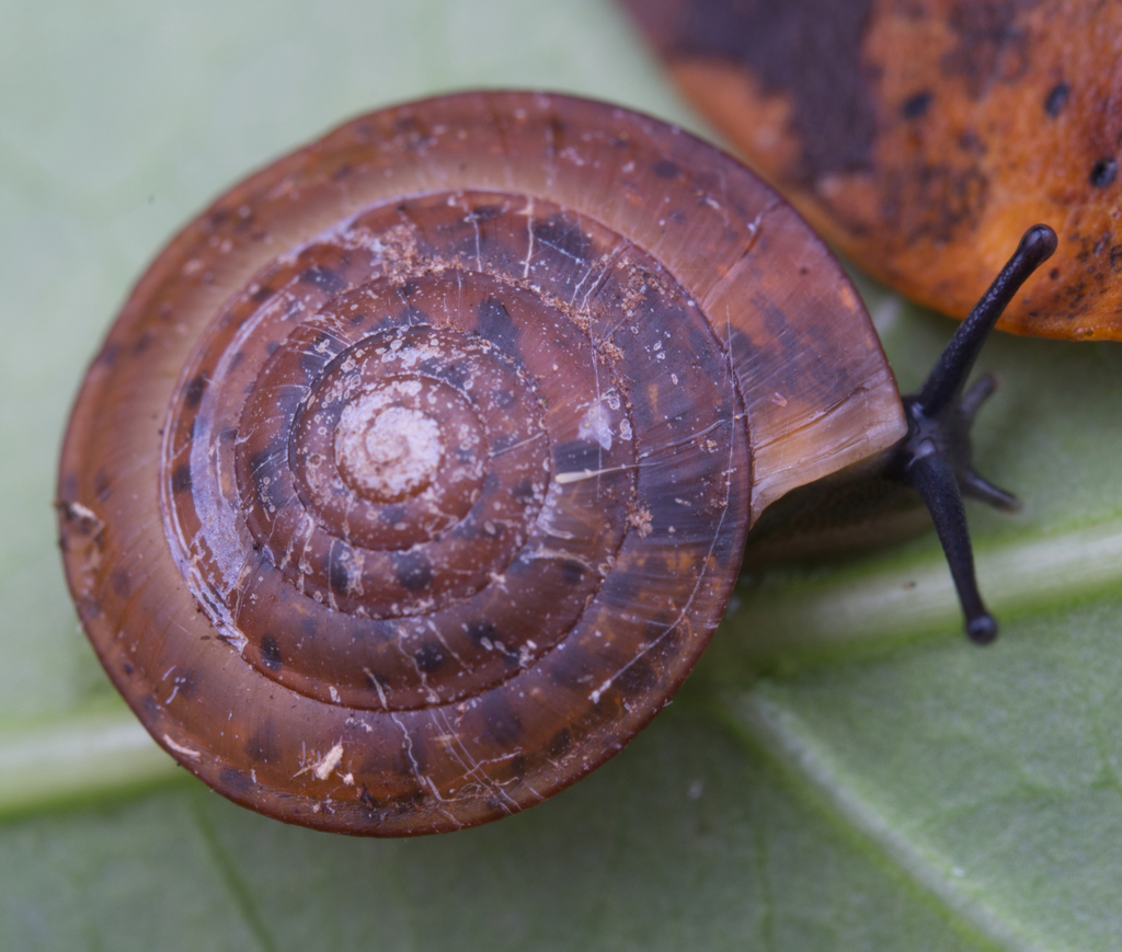 Videnoida gouldiana