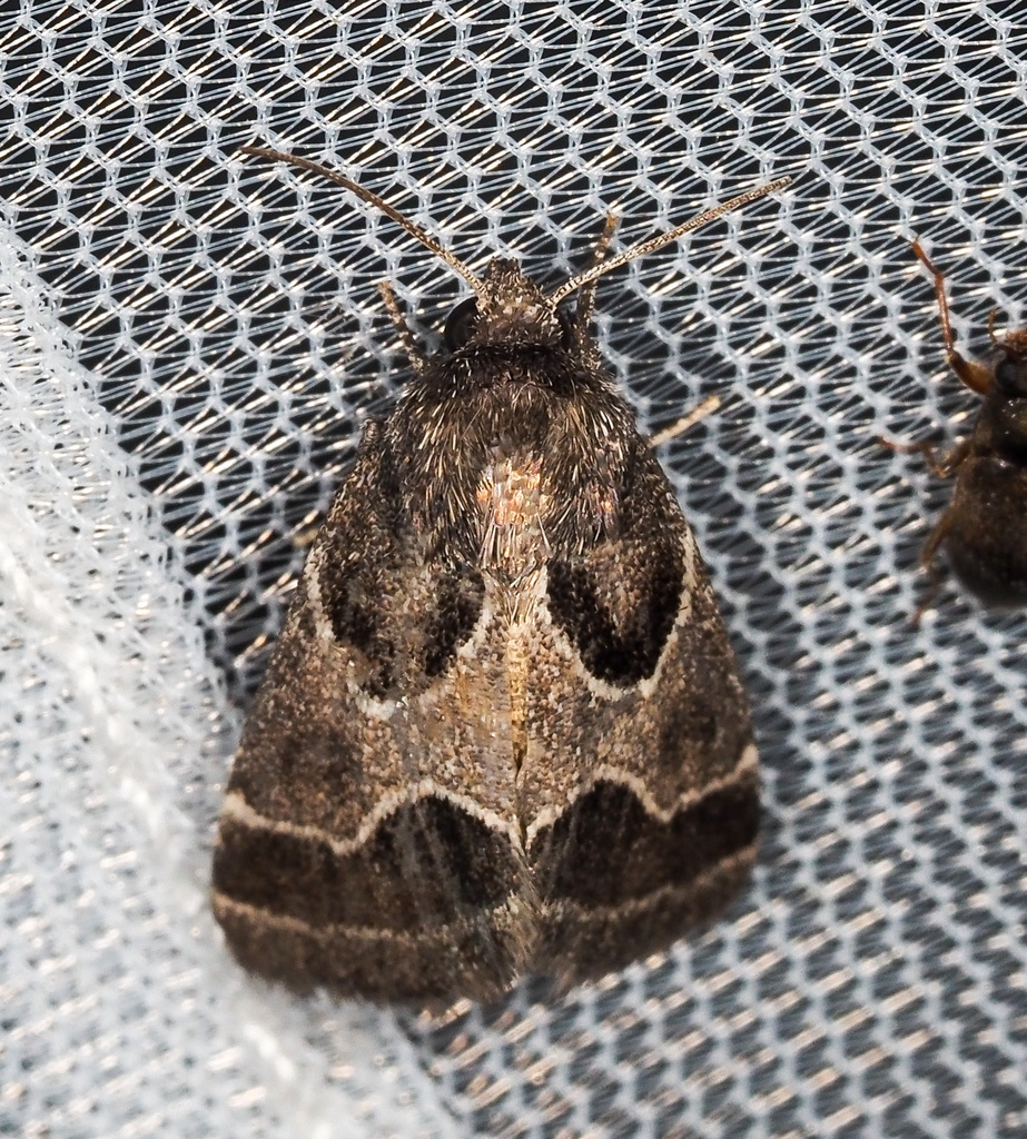 Ragweed Flower Moth from Corkscrew, FL, USA on July 2, 2023 at 08:31 PM ...