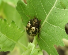 Calligrapha intermedia