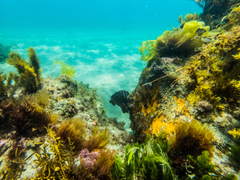 Chirodactylus spectabilis