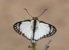 Leucochitonea levubu