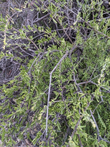 Desert olive (Forestiera shrevei)