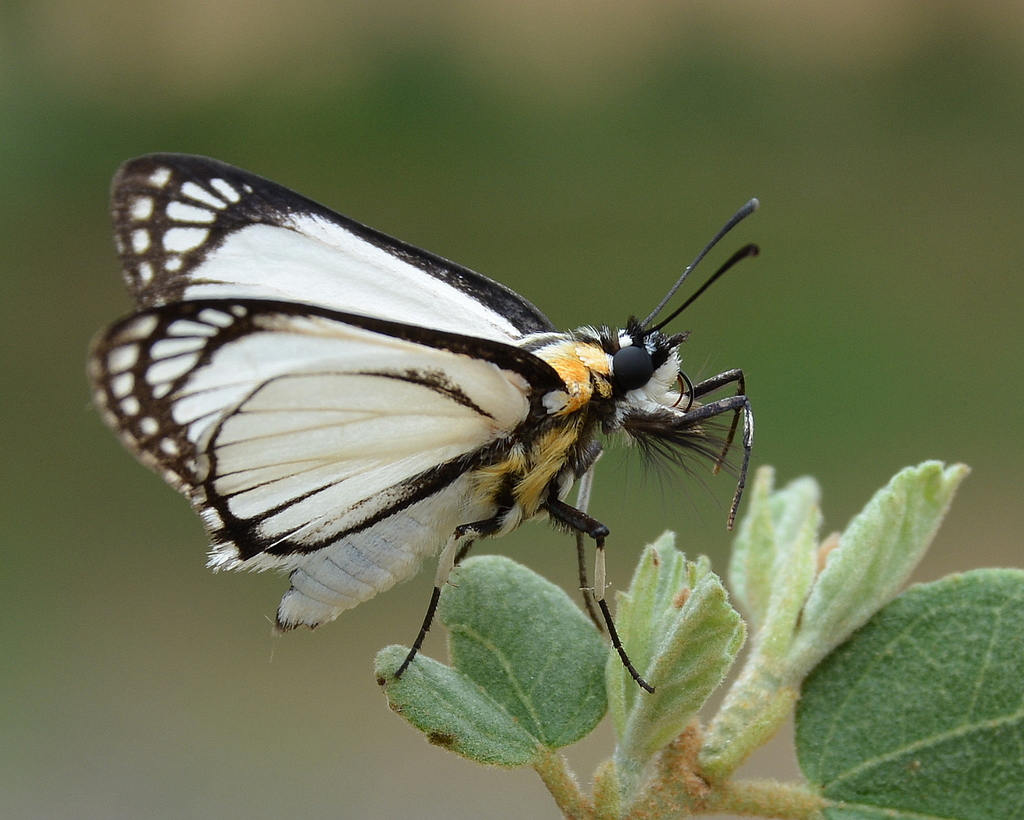 White-cloaked Skipper