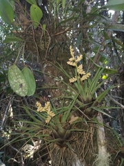 Racinaea parviflora (Racinaea parviflora)