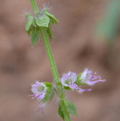 Ocimum americanum americanum
