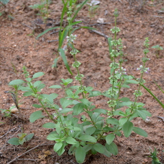 Ocimum americanum americanum