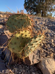 Opuntia Xcurvispina