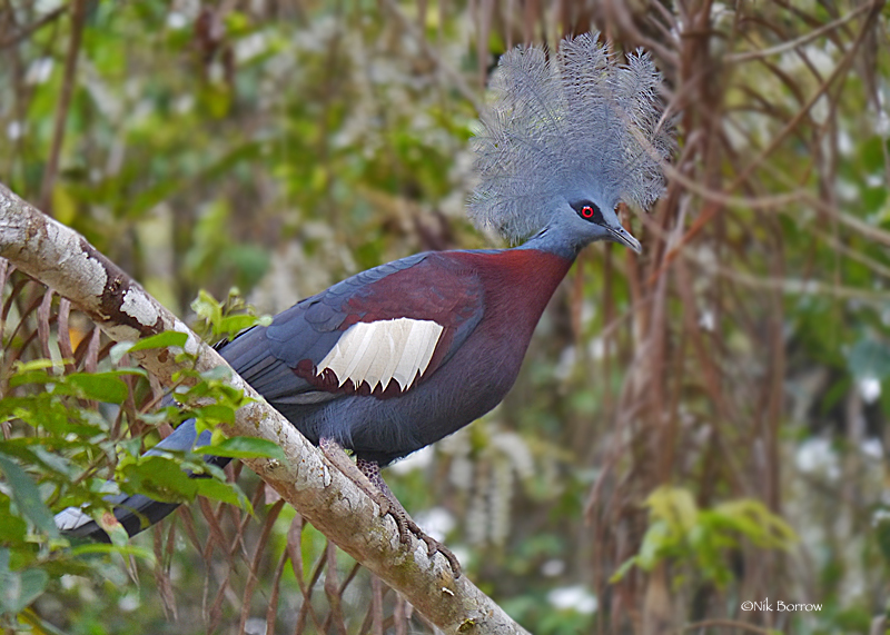 Sclater's Crowned-Pigeon (Goura sclaterii) photo