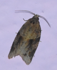 Argyrotaenia ivana